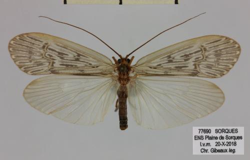 Halesus radiatus